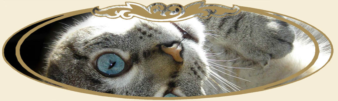 We print cats on t-shirts!