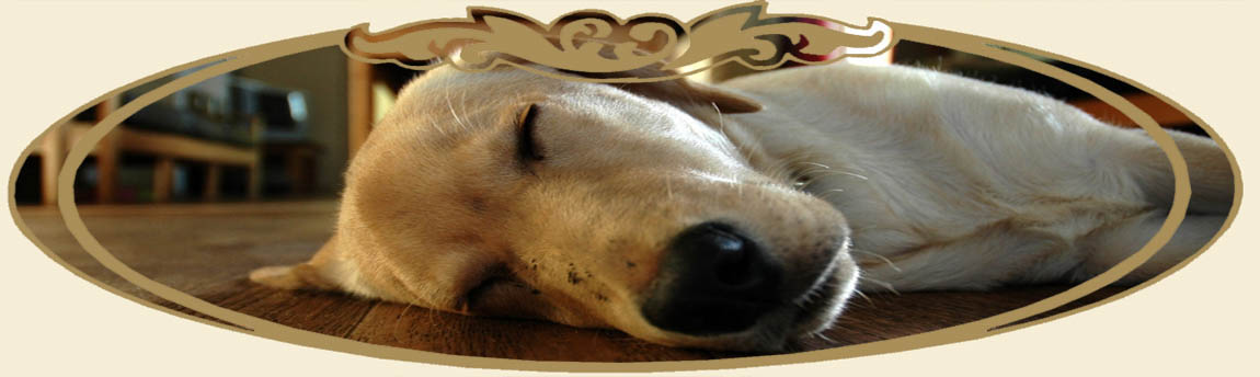 We print dogs on sweatshirts!